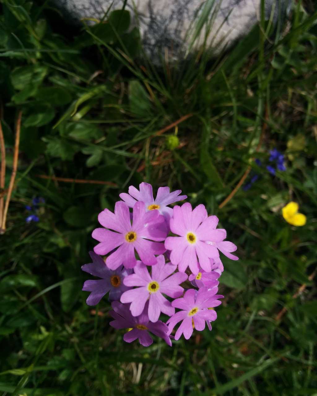 Primula farinosa